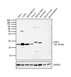 Invitrogen TFAM Polyclonal Antibody 100 &mu;L; Unconjugated:Antibodies,
