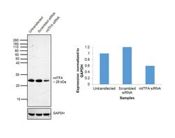 Invitrogen TFAM Polyclonal Antibody 100 &mu;L; Unconjugated:Antibodies,