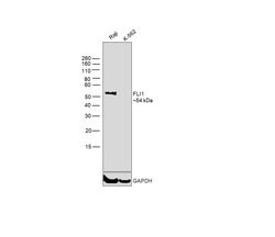 Invitrogen FLI1 Polyclonal Antibody 100 &mu;L; Unconjugated:Antibodies,