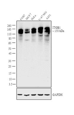 Invitrogen ITGB1 Polyclonal Antibody 100 &mu;L; Unconjugated:Antibodies,