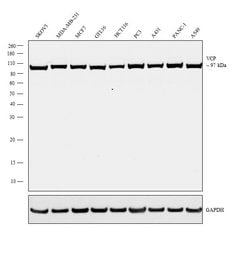 Invitrogen VCP Polyclonal Antibody 100 &mu;L; Unconjugated:Antibodies,