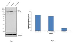 Invitrogen VCP Polyclonal Antibody 100 &mu;L; Unconjugated:Antibodies,
