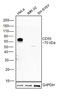 Invitrogen CD55 Polyclonal Antibody 100 &mu;L; Unconjugated:Antibodies,