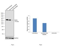 Invitrogen CD55 Polyclonal Antibody 100 &mu;L; Unconjugated:Antibodies,