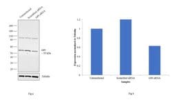 Invitrogen GPI Polyclonal Antibody 100 &mu;L | Buy Online | Invitrogen&trade; | Fisher Scientific