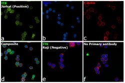 Invitrogen ITK Polyclonal Antibody 100 &mu;L; Unconjugated:Antibodies,
