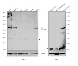 Invitrogen ITK Polyclonal Antibody 100 &mu;L; Unconjugated:Antibodies,