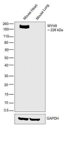 MYH9 Polyclonal Antibody, Invitrogen 100 &mu;L; Unconjugated:Antibodies,