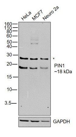 Invitrogen PIN1 Polyclonal Antibody 100 &mu;L; Unconjugated:Antibodies,