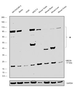 Invitrogen UBC13 Polyclonal Antibody 100 &mu;L; Unconjugated:Antibodies,