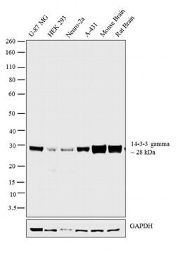 Invitrogen 14-3-3 gamma Polyclonal Antibody 100 &mu;L; Unconjugated:Antibodies,