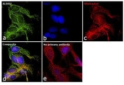 Invitrogen ALDH2 Polyclonal Antibody 100 &mu;L; Unconjugated:Antibodies,