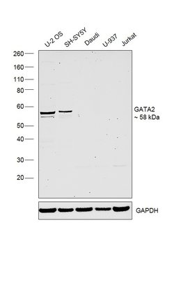 Invitrogen GATA2 Polyclonal Antibody 100 &mu;L; Unconjugated:Antibodies,