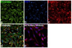 Invitrogen PP2A alpha Polyclonal Antibody 100 &mu;L; Unconjugated:Antibodies,
