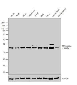 Invitrogen PP2A alpha Polyclonal Antibody 100 &mu;L; Unconjugated:Antibodies,
