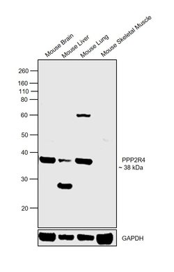 Invitrogen PPP2R4 Polyclonal Antibody 100 &mu;L; Unconjugated:Antibodies,