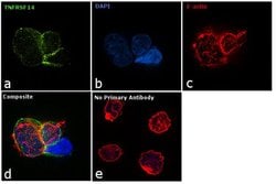 Invitrogen&trade;&nbsp;TNFRSF14 Polyclonal Antibody