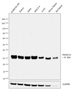 Invitrogen TNFRSF14 Polyclonal Antibody 100 &mu;L | Buy Online | Invitrogen&trade; | Fisher Scientific