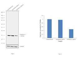 Invitrogen TNFRSF14 Polyclonal Antibody 100 &mu;L | Buy Online | Invitrogen&trade; | Fisher Scientific