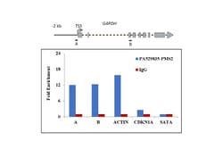 Invitrogen PMS2 Polyclonal Antibody 100 &mu;L; Unconjugated:Antibodies,