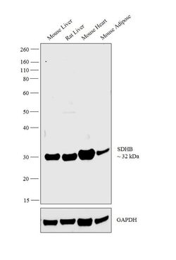 Invitrogen SDHB Polyclonal Antibody 100 &mu;L; Unconjugated:Antibodies,