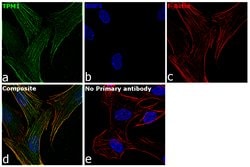 Invitrogen&trade;&nbsp;TPM1 Polyclonal Antibody