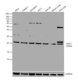 Invitrogen CHP1 Polyclonal Antibody 100 &mu;L; Unconjugated:Antibodies,