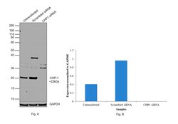 Invitrogen CHP1 Polyclonal Antibody 100 &mu;L; Unconjugated:Antibodies,