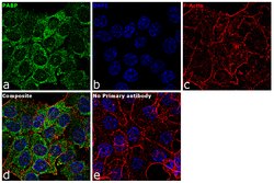 Invitrogen PABP Polyclonal Antibody 100 &mu;L; Unconjugated:Antibodies,
