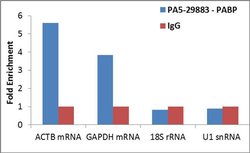 Invitrogen PABP Polyclonal Antibody 100 &mu;L; Unconjugated:Antibodies,