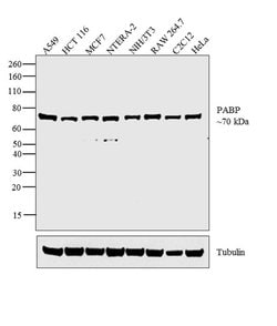 Invitrogen PABP Polyclonal Antibody 100 &mu;L; Unconjugated:Antibodies,