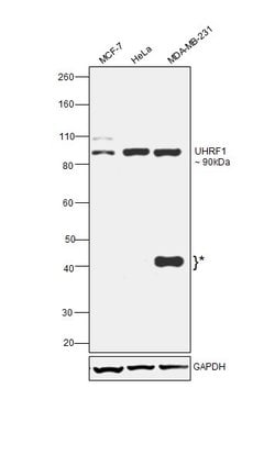 Invitrogen UHRF1 Polyclonal Antibody 100 &mu;L; Unconjugated:Antibodies,