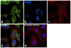 Invitrogen V-ATPase E1 Polyclonal Antibody 100 μL; Unconjugated:Antibodies,