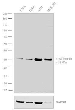 Invitrogen V-ATPase E1 Polyclonal Antibody 100 μL; Unconjugated:Antibodies,
