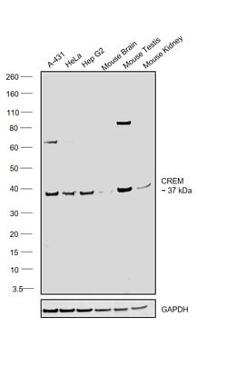 Invitrogen CREM Polyclonal Antibody 100 &mu;L; Unconjugated:Antibodies,