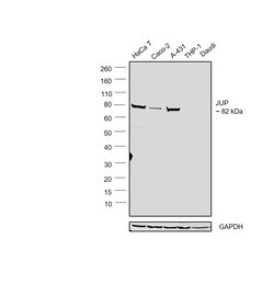 Invitrogen gamma Catenin Polyclonal Antibody 100 &mu;L; Unconjugated:Antibodies,