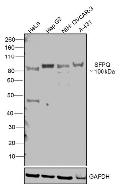 Invitrogen SFPQ Polyclonal Antibody 100 &mu;L; Unconjugated:Antibodies,