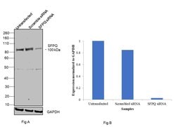 Invitrogen SFPQ Polyclonal Antibody 100 &mu;L; Unconjugated:Antibodies,