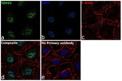 Invitrogen TDP-43 Polyclonal Antibody 100 &mu;L; Unconjugated:Antibodies,