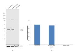 Invitrogen TDP-43 Polyclonal Antibody 100 &mu;L; Unconjugated:Antibodies,