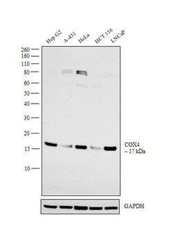 Invitrogen COX4 Polyclonal Antibody 100 μL; Unconjugated:Antibodies,