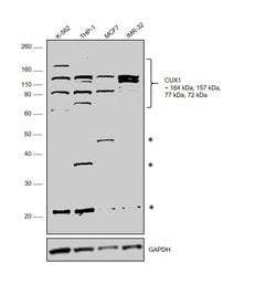 Invitrogen CUX1/Protein CASP Polyclonal Antibody 100 μL; Unconjugated:Antibodies,