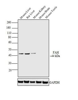 FAH Polyclonal Antibody, Invitrogen 100 &mu;L; Unconjugated:Antibodies,