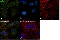 FAH Polyclonal Antibody, Invitrogen 100 &mu;L; Unconjugated:Antibodies,