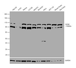 Invitrogen GCN5 Polyclonal Antibody 100 &mu;L; Unconjugated:Antibodies,