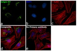 Invitrogen Golgin-97 Polyclonal Antibody 100 μL; Unconjugated:Antibodies,