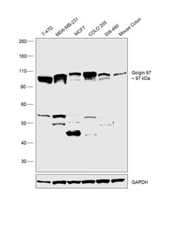 Invitrogen Golgin-97 Polyclonal Antibody 100 μL; Unconjugated:Antibodies,