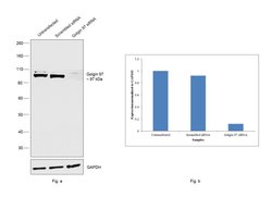 Invitrogen Golgin-97 Polyclonal Antibody 100 μL; Unconjugated:Antibodies,
