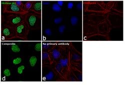 Invitrogen Histone H1 Polyclonal Antibody 100 &mu;L; Unconjugated:Antibodies,