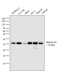 Invitrogen Histone H1 Polyclonal Antibody 100 &mu;L; Unconjugated:Antibodies,